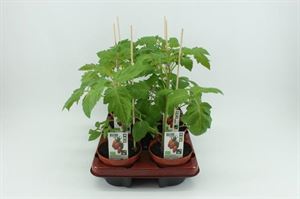 Afbeelding van Tomaat. San Marzano tomaat